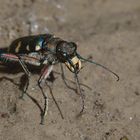 Cicindela hybrida, Kupferbrauner Sandlaufkäfer