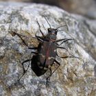 Cicindela hybrida transversalis Dejean 1822