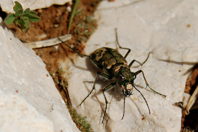 Cicindela sp