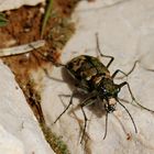 Cicindela sp