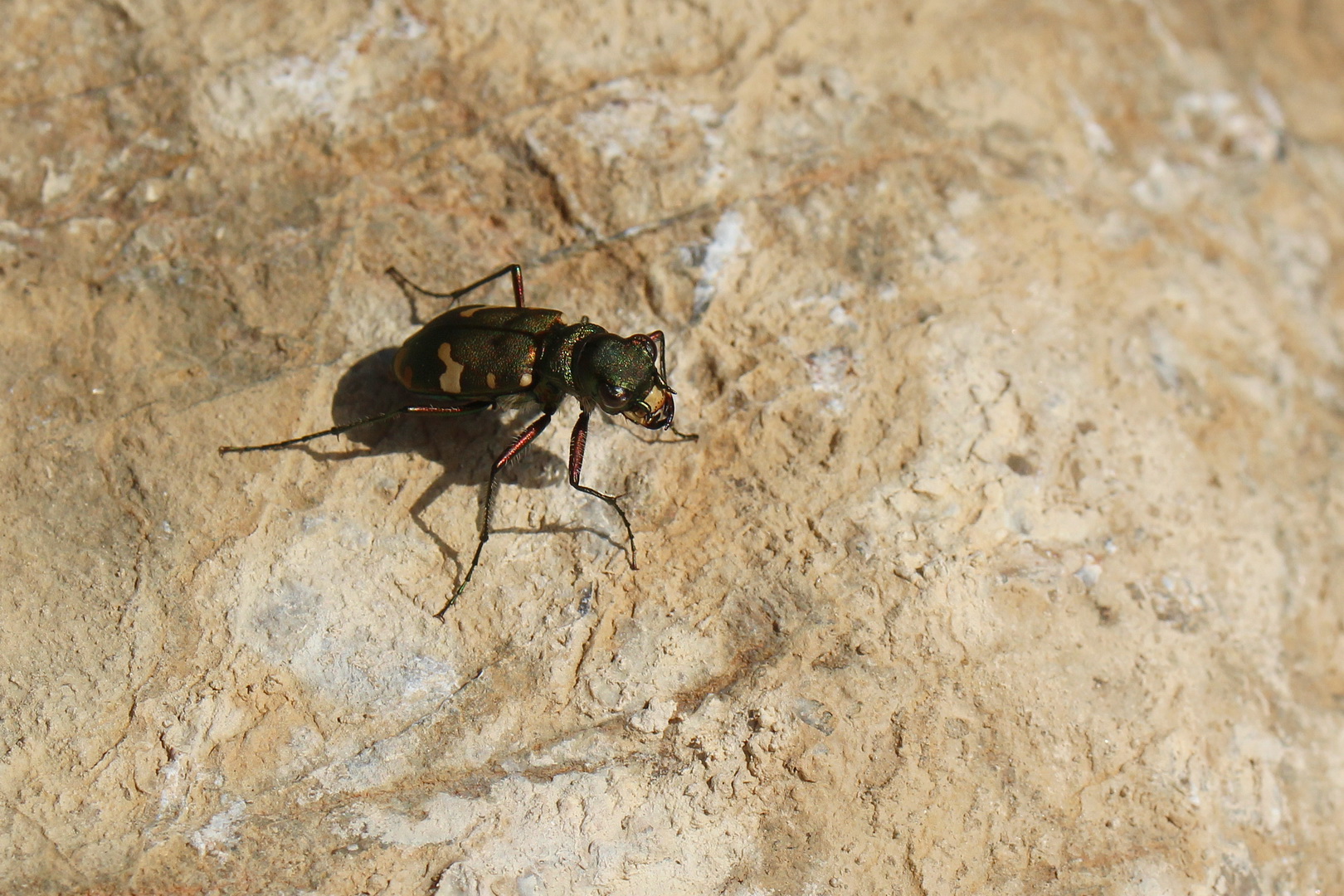 Cicindela sylvicola