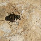 Cicindela sylvicola