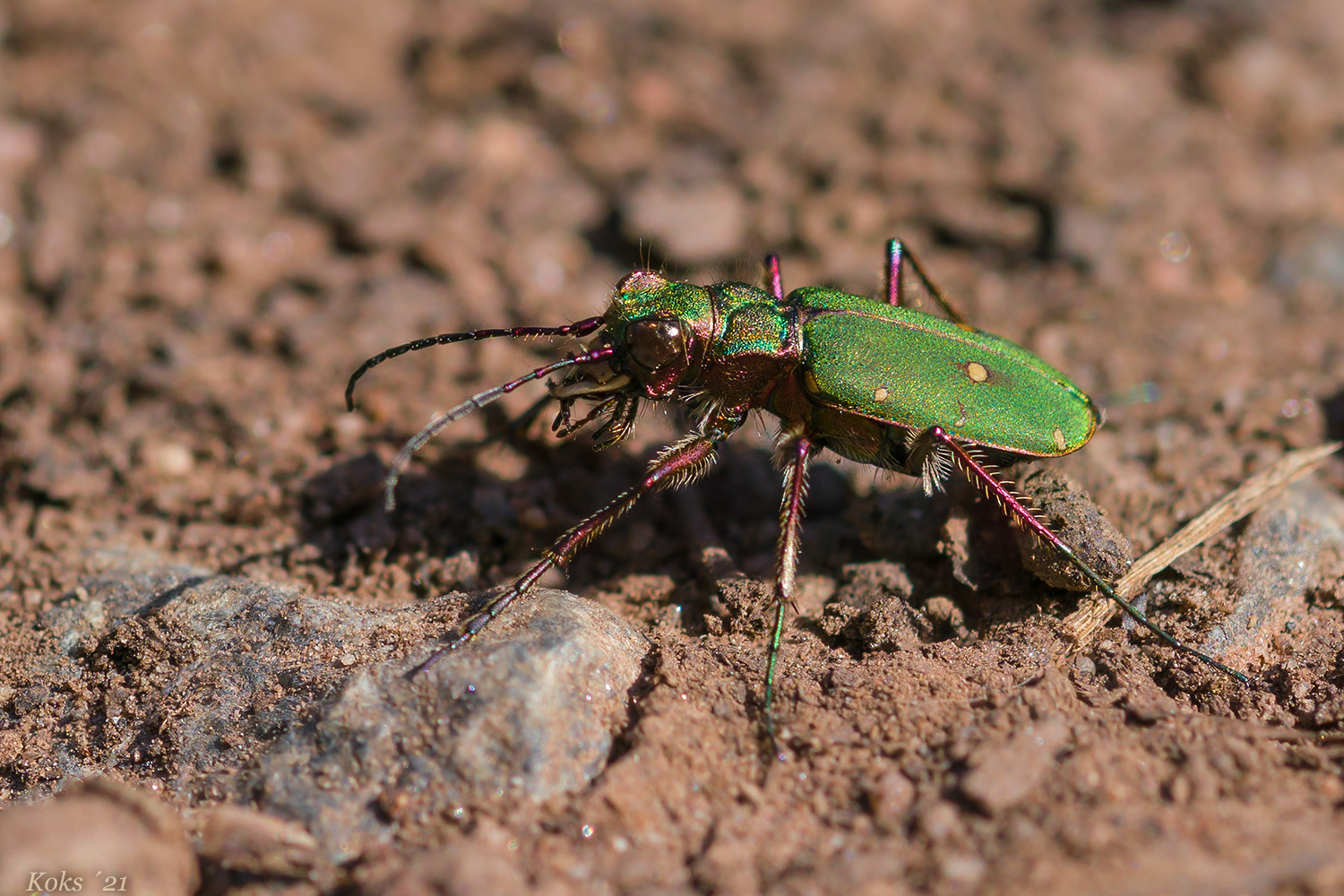 Cicindelinae