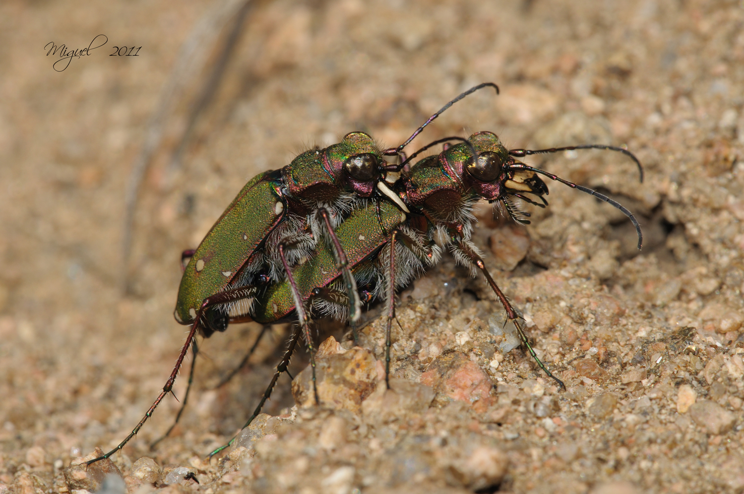 Cicindella campestris