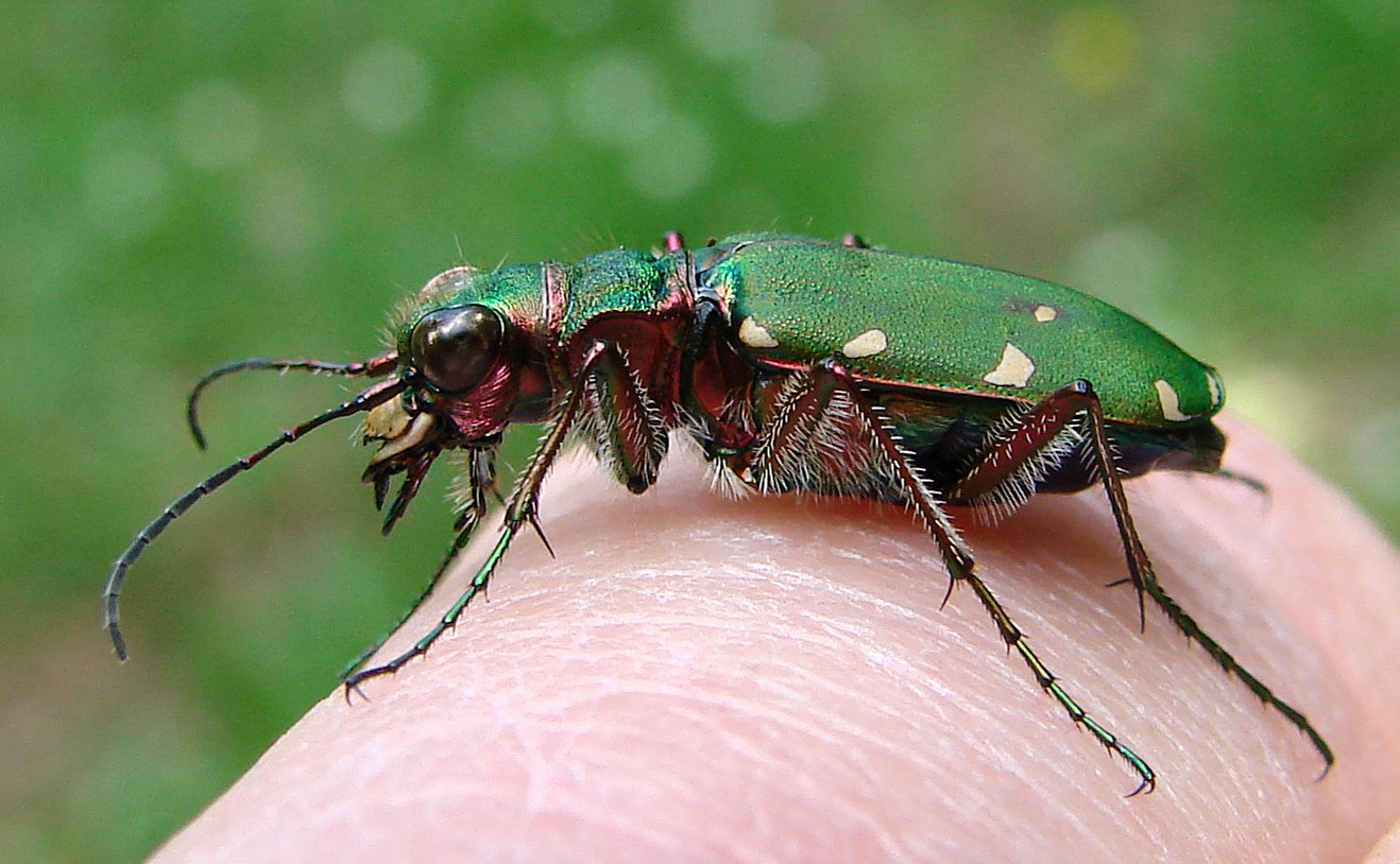 Cicindelle champêtre