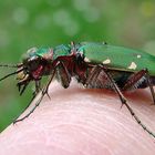 Cicindelle champêtre