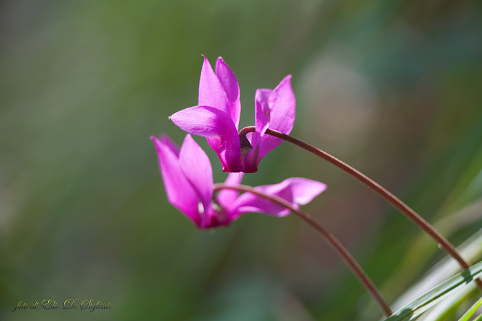 ciclamini selvatici