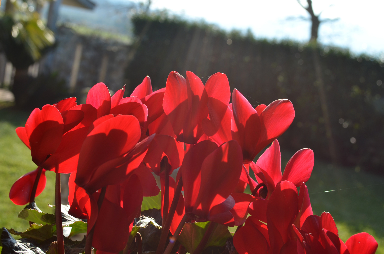 Ciclamini, sole e ragnatela...