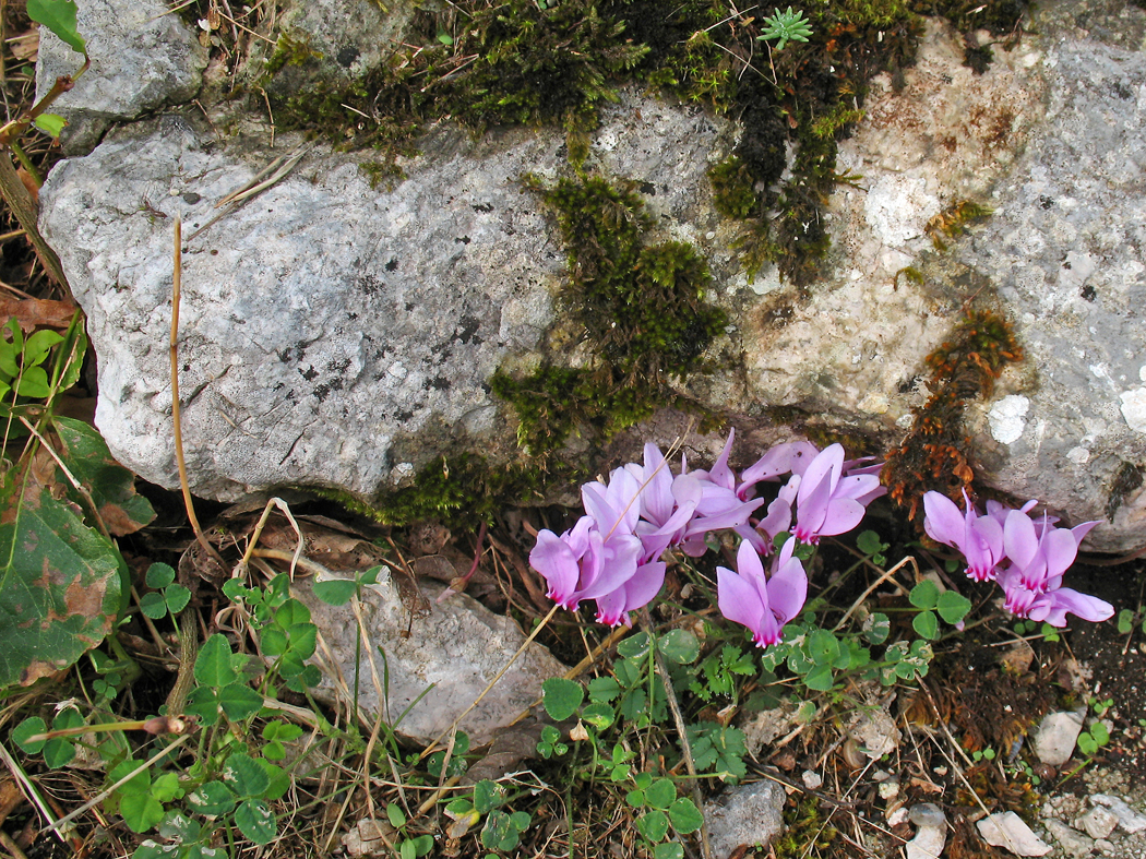 Ciclamini, Wilde Alpenveilchen (Montella, Irpinio)