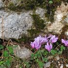 Ciclamini, Wilde Alpenveilchen (Montella, Irpinio)