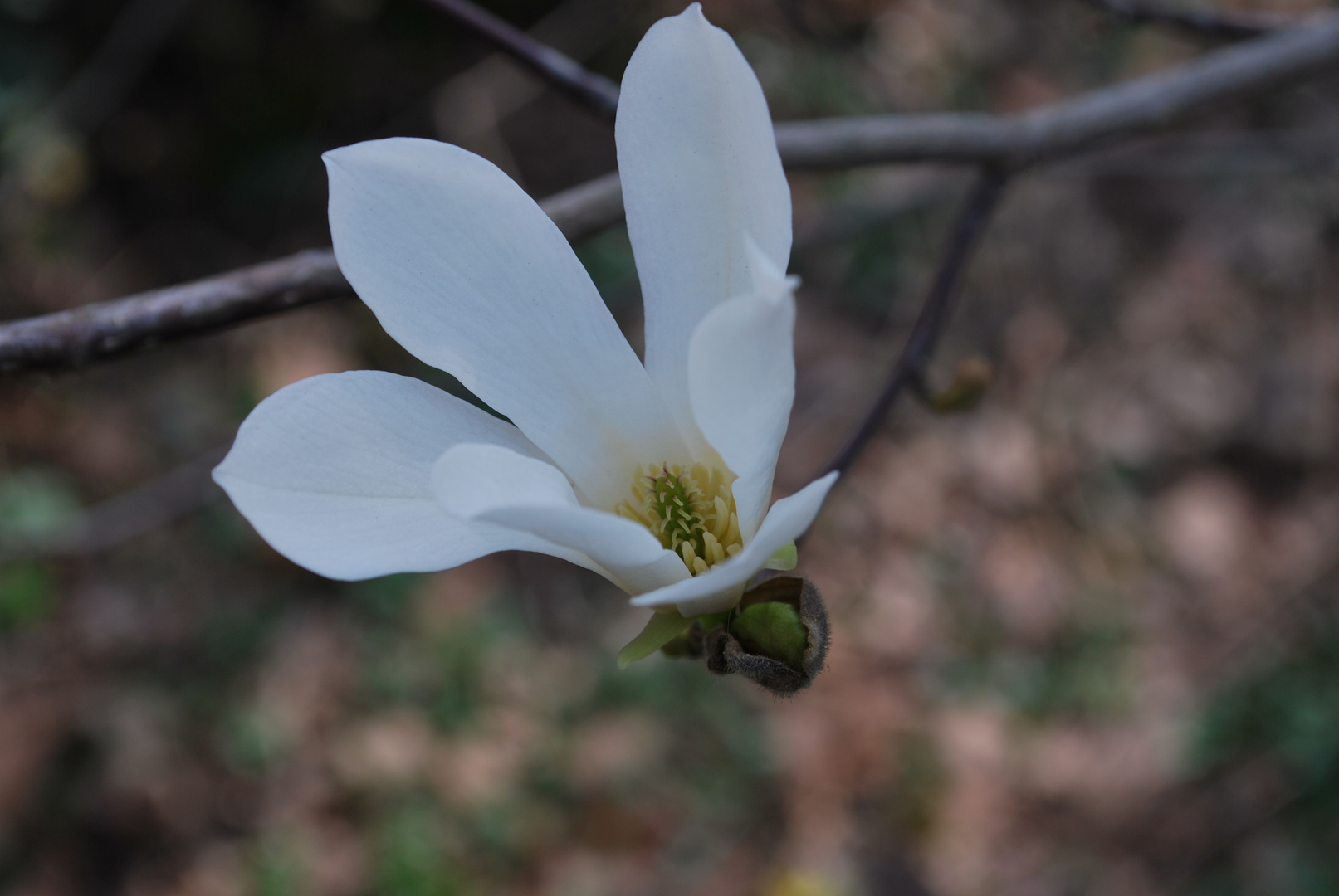 Ciclamino bianco