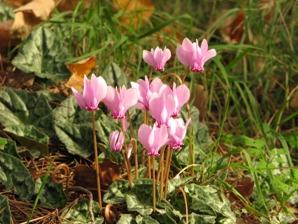 Ciclamino di bosco