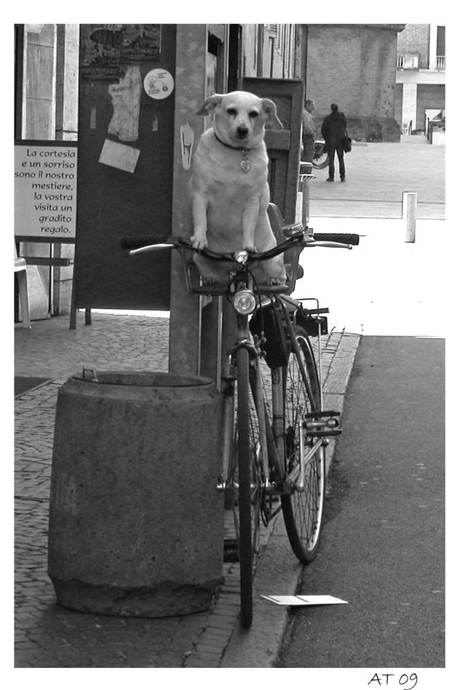 ciclista a quattro zampe