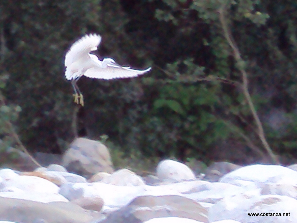 cicogna in volo