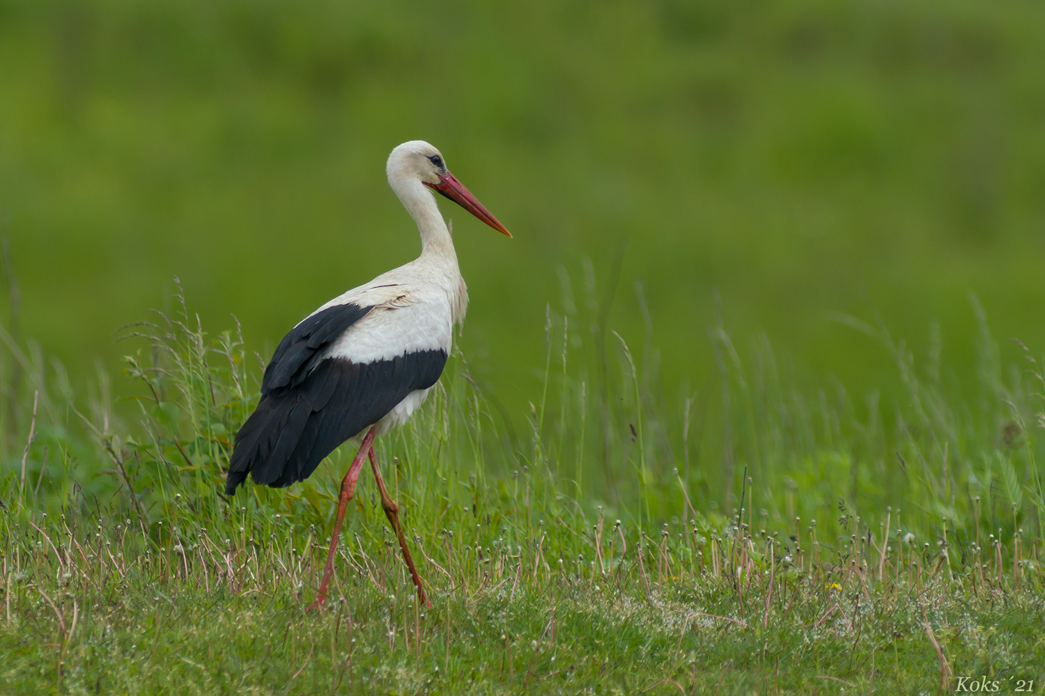 Ciconia ciconia