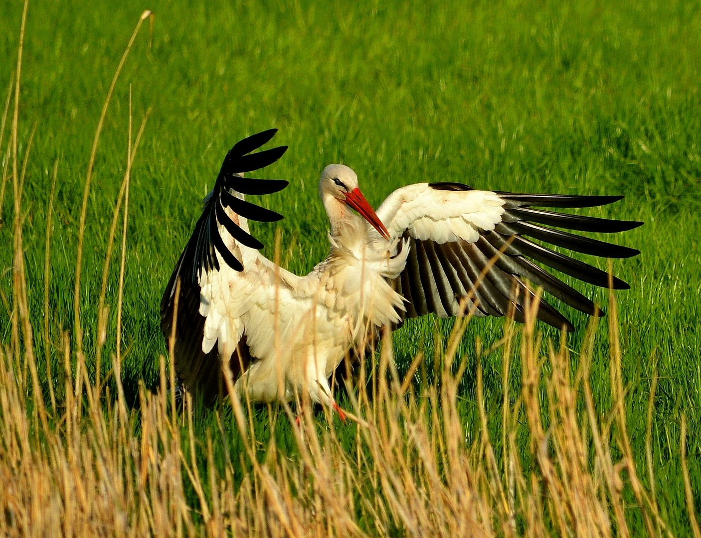 Ciconia ciconia