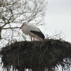 Ciconia ciconia - im Nest auf Föhr