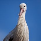 Ciconia ciconia (Weißstorch)