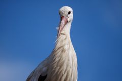 Ciconia ciconia (Weißstorch)