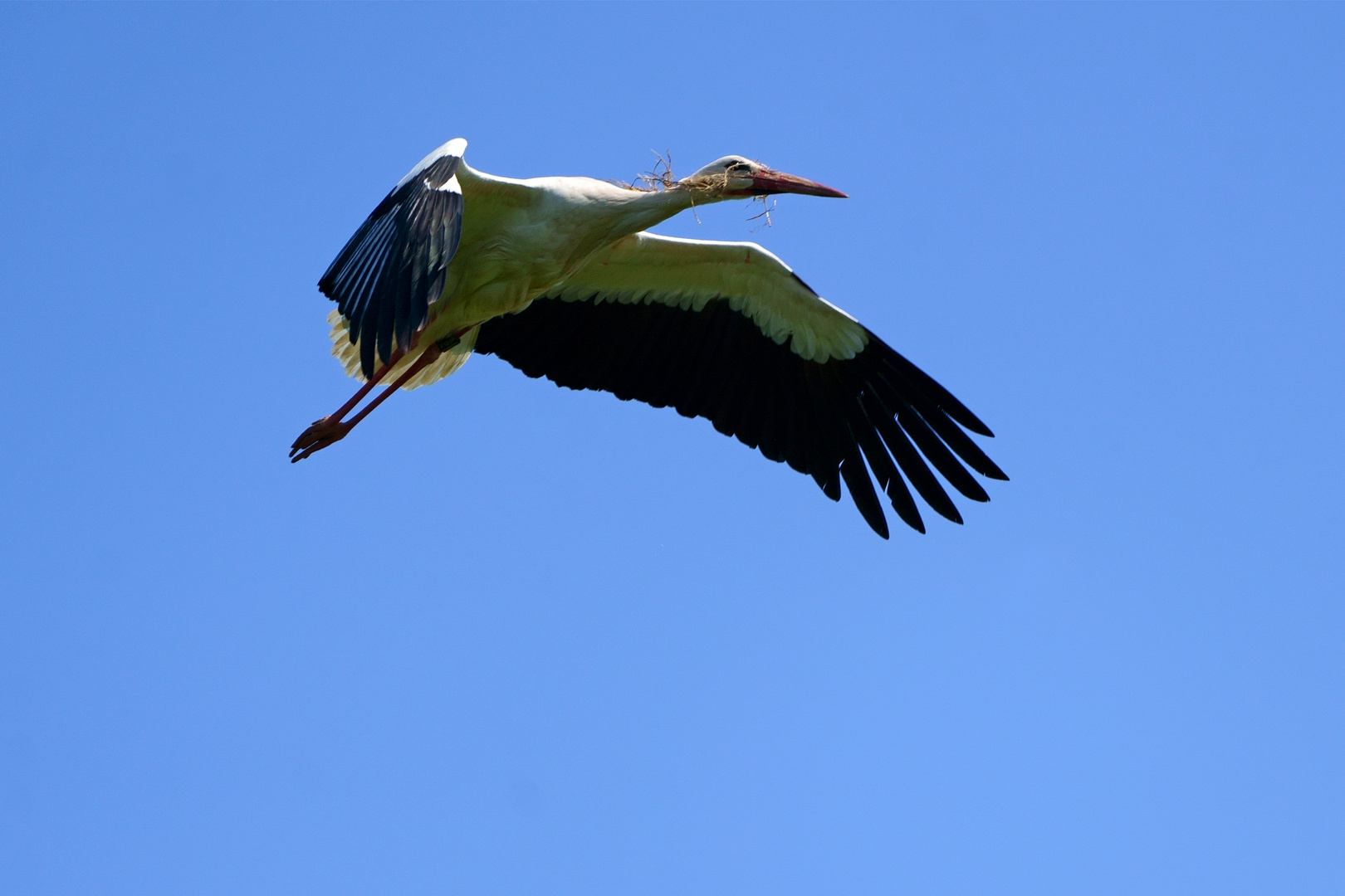 Ciconia ciconia - Weißstorch