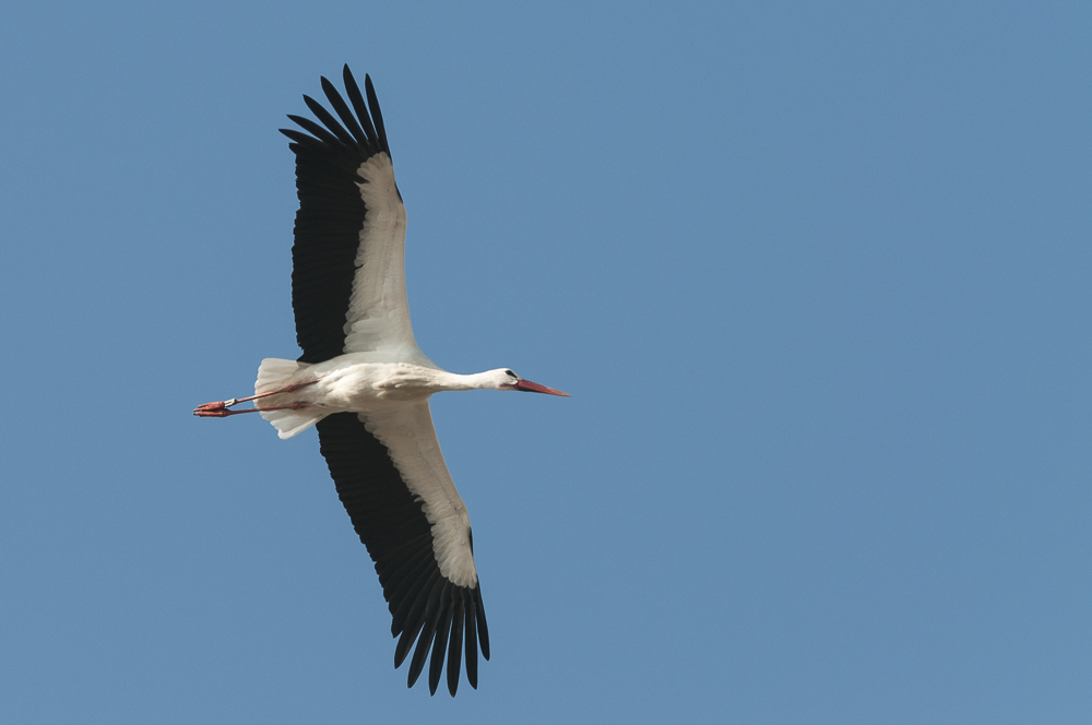 Ciconia ciconia (Weißstorch)