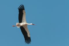 Ciconia ciconia (Weißstorch)