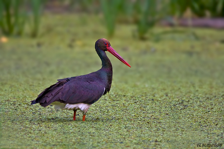 Ciconia nigra