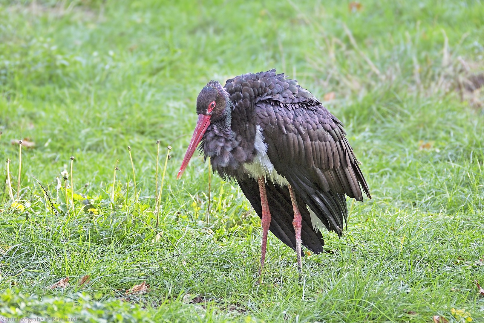  Ciconia nigra