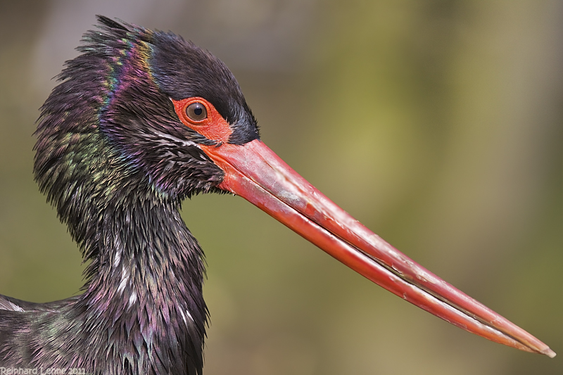 Ciconia nigra