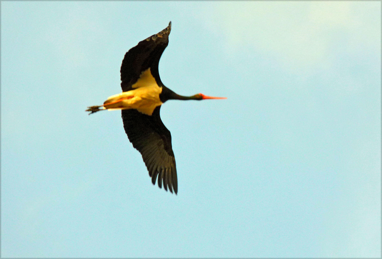 Ciconia nigra, Schwarzstorch, black stork