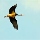 Ciconia nigra, Schwarzstorch, black stork