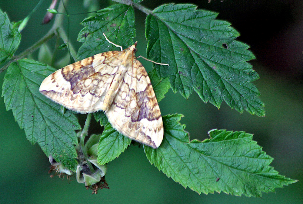 Cidaria ocellata - Blattspanner (allerdings Bestimmung hier zu Hause ...