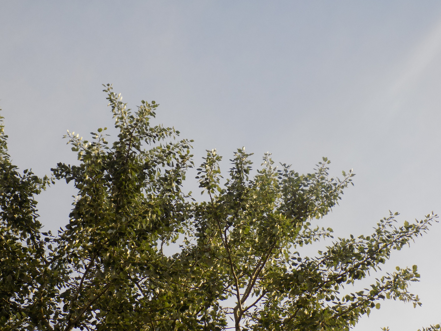 Ciel arbre