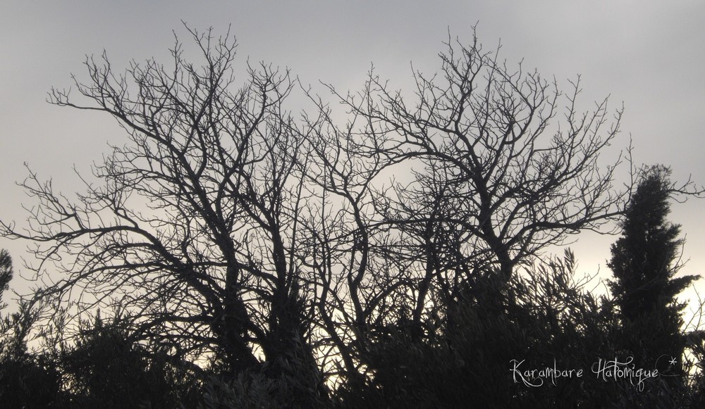 Ciel , Arbre D' Hiver.