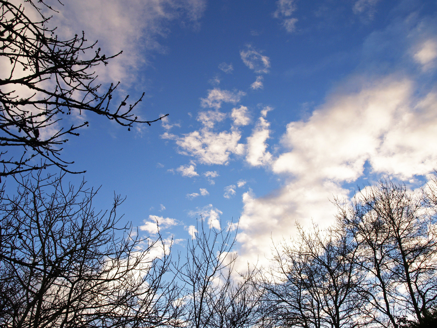 Ciel bleu dans le jardin en hiver