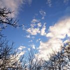 Ciel bleu dans le jardin en hiver