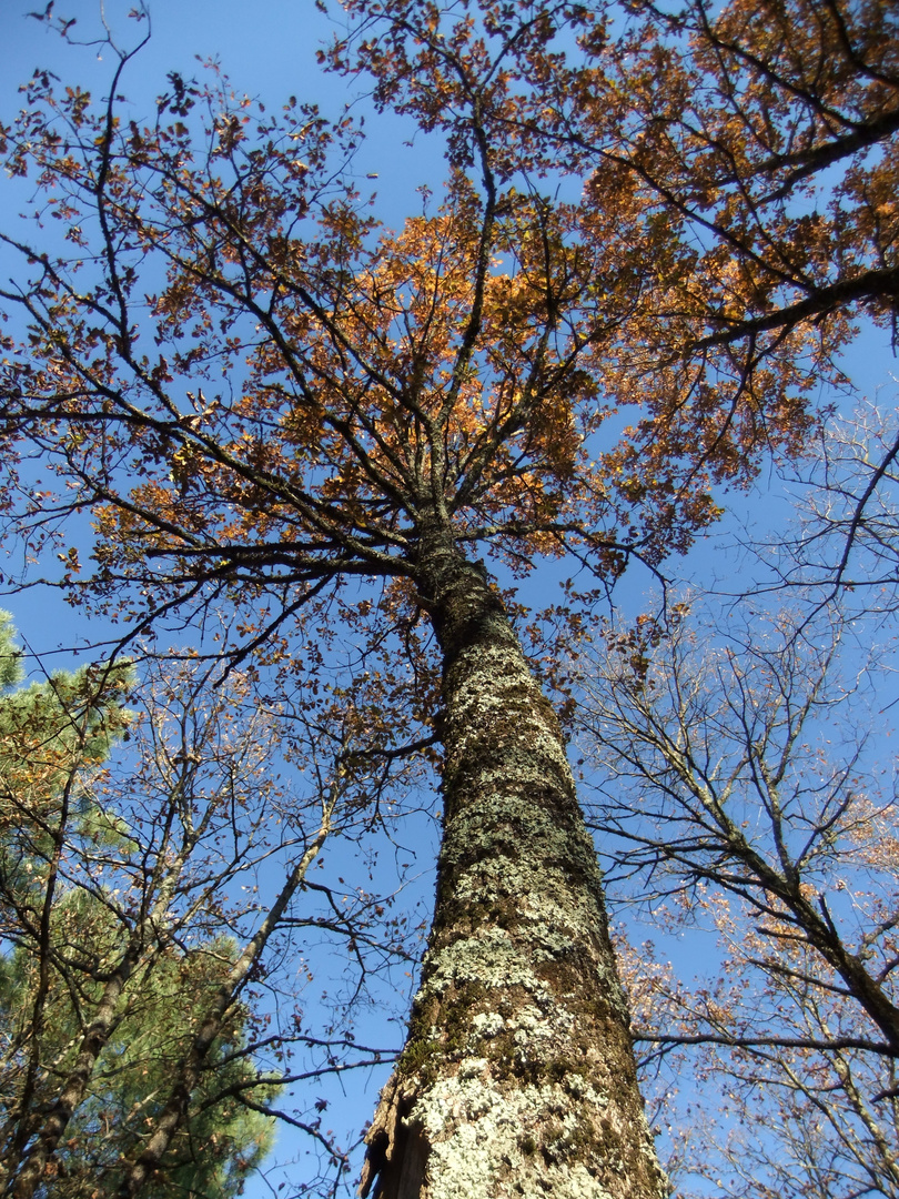 ciel bleu d'automne