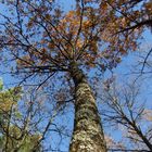 ciel bleu d'automne