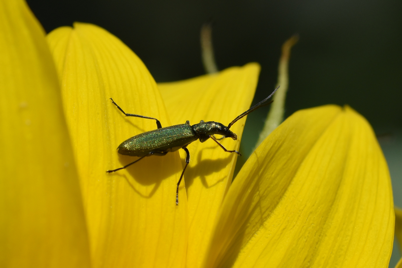 Ciel bleu + Fleur jaune = Insecte Vert