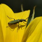 Ciel bleu + Fleur jaune = Insecte Vert