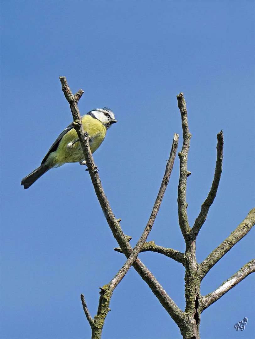 Ciel bleu pour la petite mésange bleue