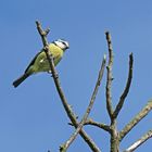 Ciel bleu pour la petite mésange bleue