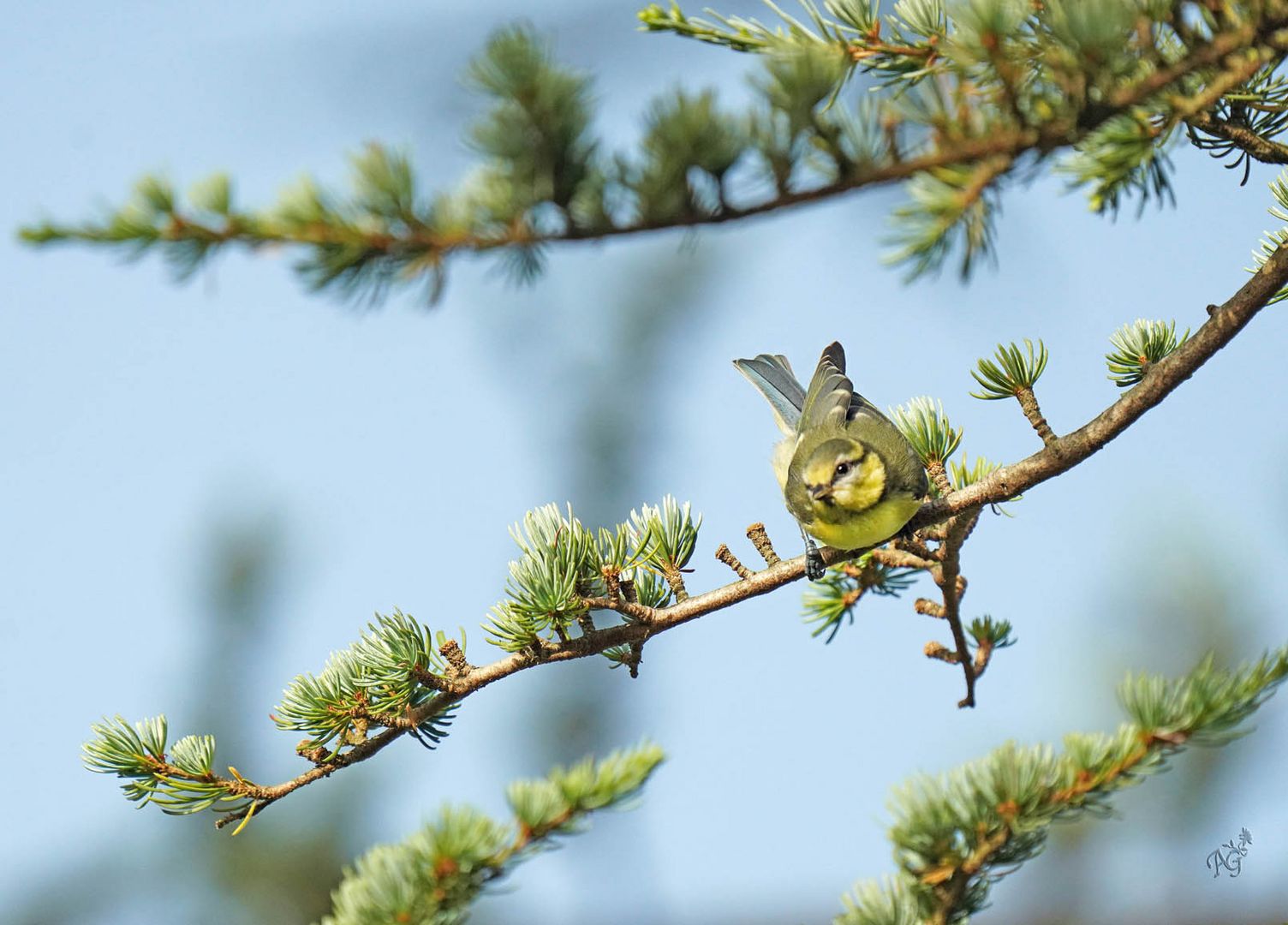 Ciel bleu pour la petite mésange bleue