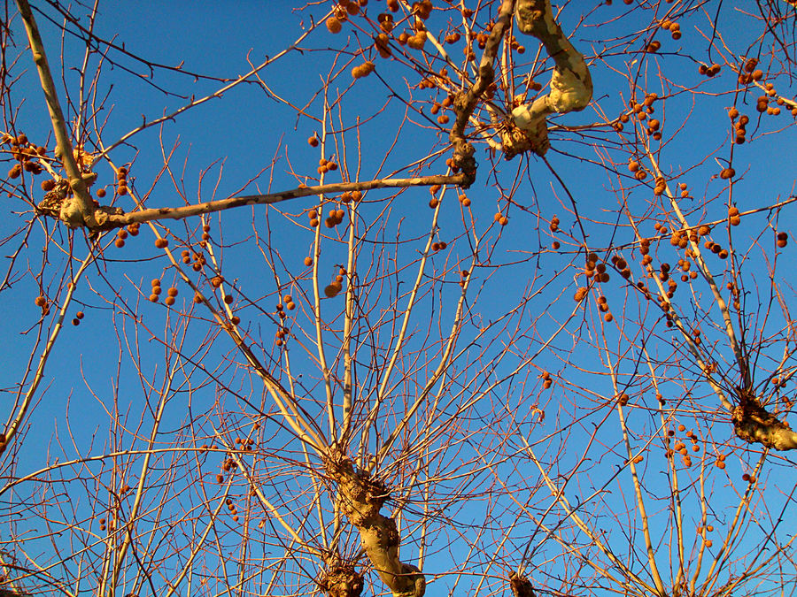 Ciel de froid et couleurs lavées d'automne