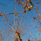 Ciel de froid et couleurs lavées d'automne