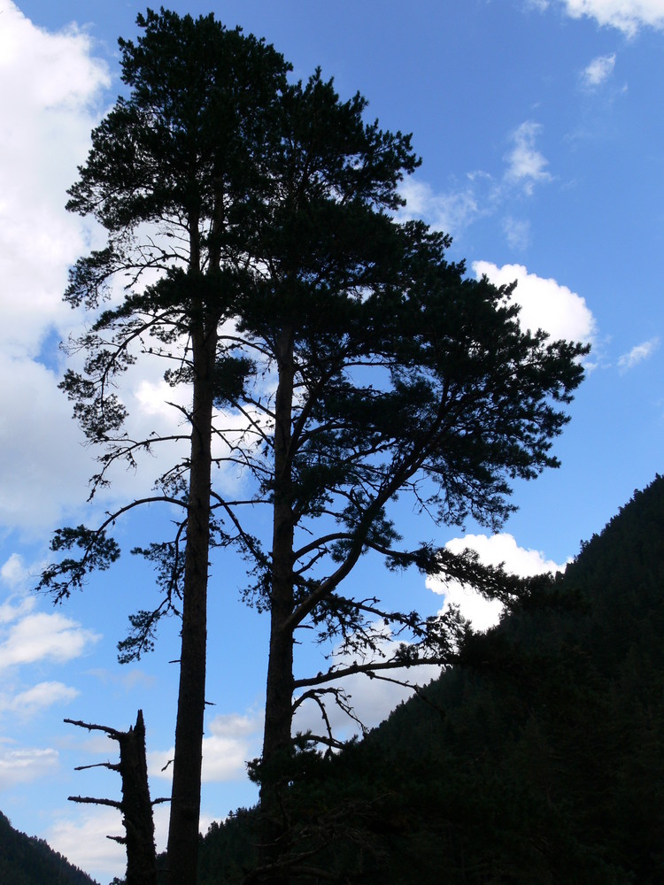 Ciel et Arbre.