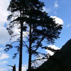 Ciel et Arbre.