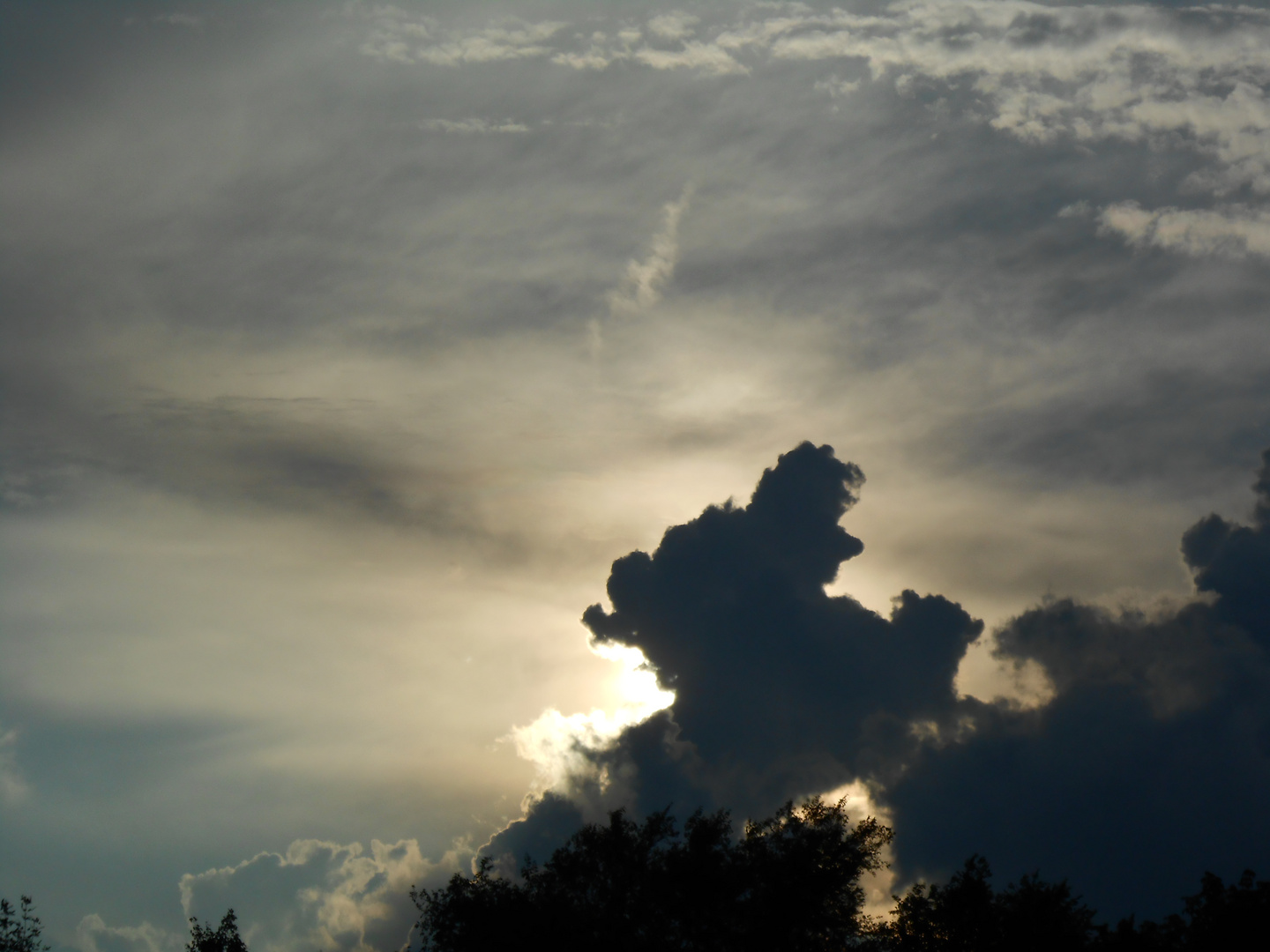 Ciel et arbres