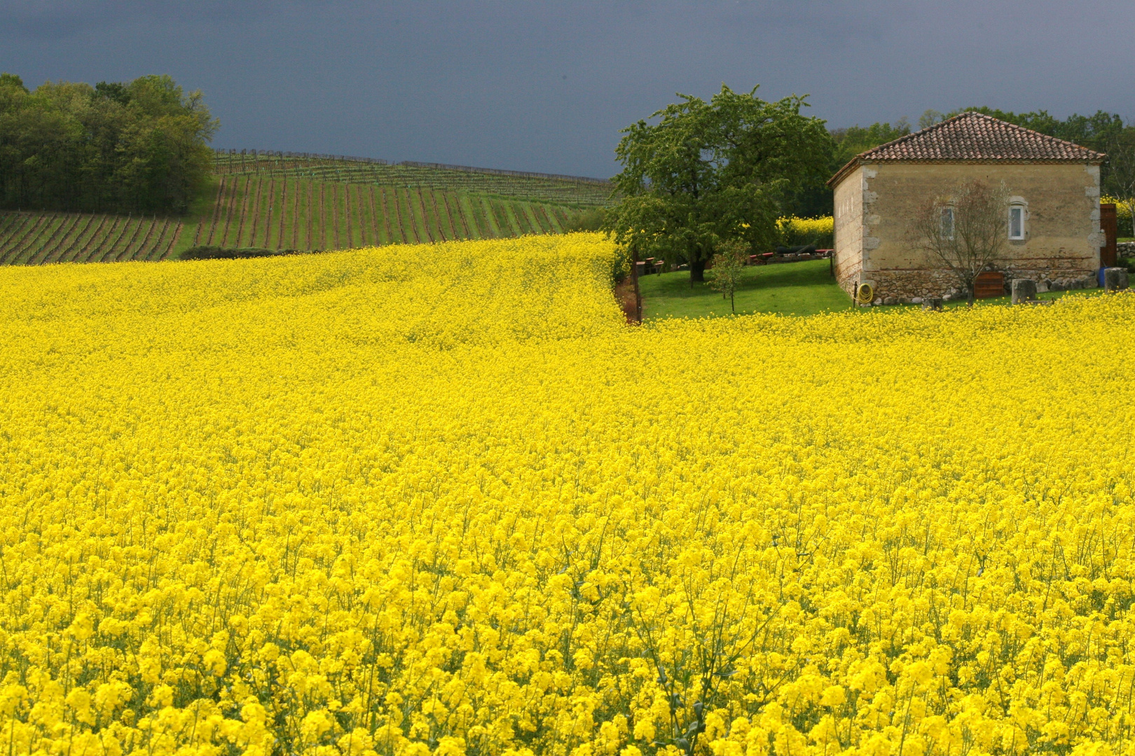 Ciel noir sur champ de colza