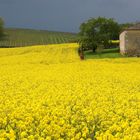 Ciel noir sur champ de colza